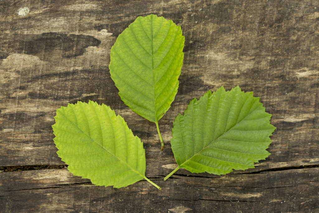 Natural Remedies for Digestive Disorders