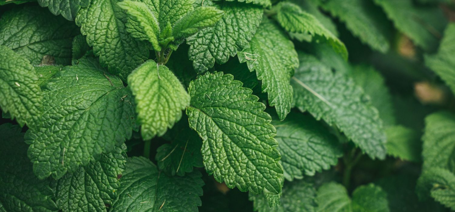 Closeup shot of fresh green mint plant in a pot digestion