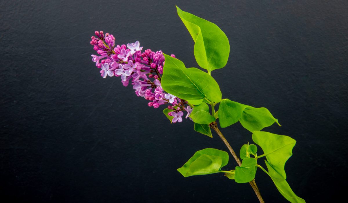 side view of a branch of lilac flowers isolated on black background with copy space side view of a branch of lilac flowers isolated on black background with copy space